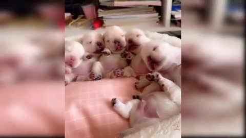 Baby Dogs - Cute and Funny Dog Videos 4