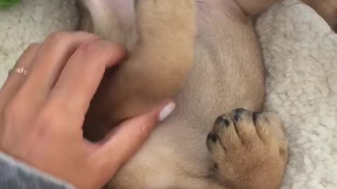 Puppy Belly