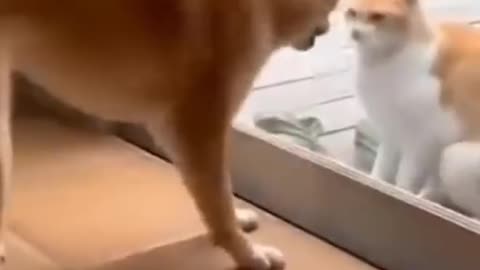 Cats and dogs fighting very funny