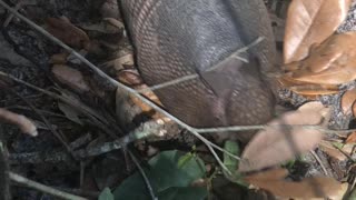 9 Banded Armadillo up close