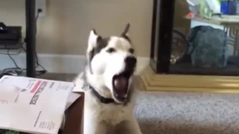 Screaming Husky is Confused