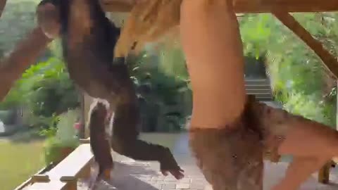 Monkey vs Human