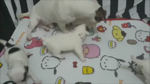 The happy time for puppies to play