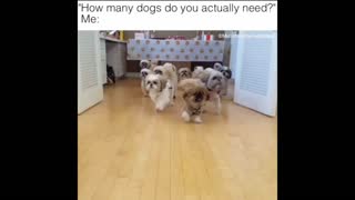 How many dogs does Munchkin the Teddy Bear need?