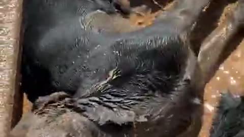 Black Lab Gets Messy in Mud Bath