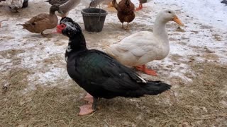 Masked Muscovy Drake Duck