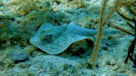 ( Must WACH } baby stingray eating is truly remarkable
