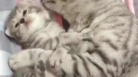 Cat with kitten cute video