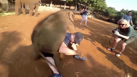 Cute Baby Elephant want to cuddle with human
