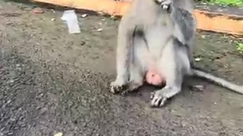 Bali Monkeys Love Peanuts