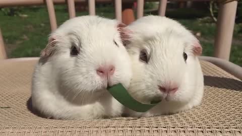 Guinea Pigs Play Tug-of-War