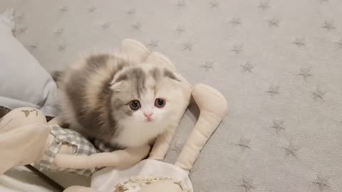 adorable kitten :)