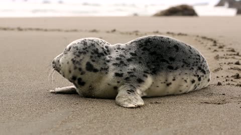 seal out of water