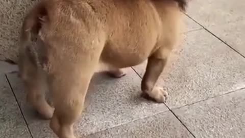 🤣Funny dog video🤣_#shorts