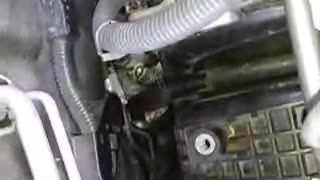 Kitten in car engine