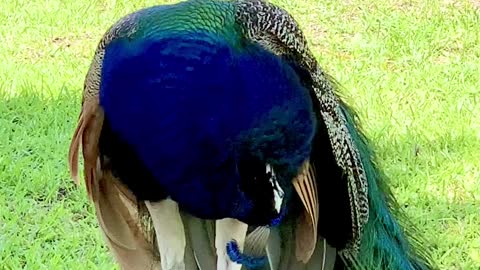 Stunning Male Peacock Looking Majestic