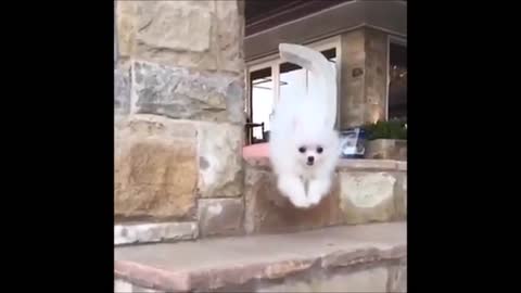 The Little Cute Dog Falling Down