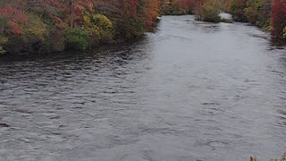 My Bear Sighting Story from A Bridge Above A Beautiful River, WalkinAndTalkinAcrossAmerica