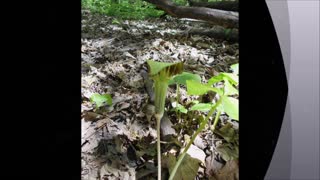 Woodland Sounds with Indian Turnip ~ Jack in the Pulpit