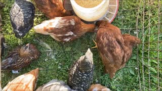 Pullet Chickens Eat in Chicken Tractor