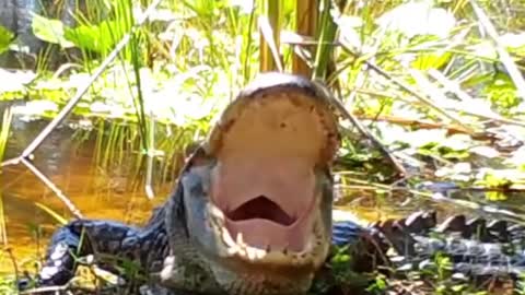 Yes.. Even Alligators Yawn