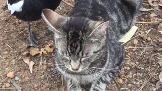 Kitty Pestered by Magpie