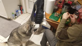 Husky like a shark eating roast chicken