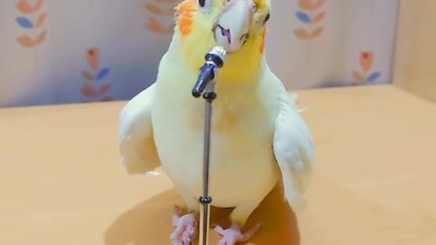 Talented parrot has extraordinary singing skills