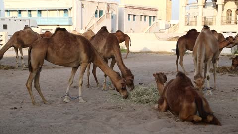 Camels at Souq Waqif market in Doha, Qatar