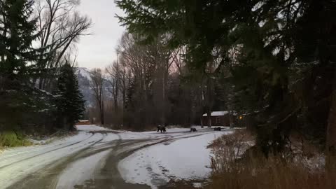 Famous Grizzly 399 and Four Cubs Wander Wyoming Neighborhood