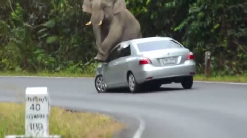 Angry elephant destroy every vehicale
