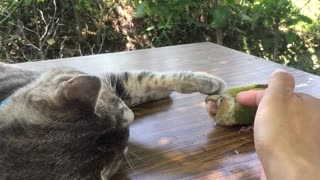 Cat and Parrot