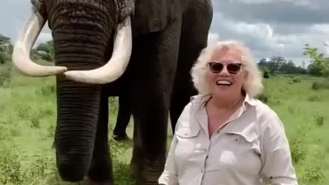 This elephant pretends to eat the woman's hat... but then gives it back 😭😂
