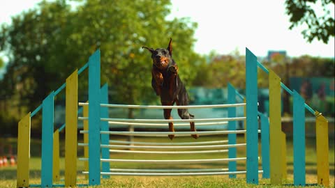 Dog Jumping and Playing