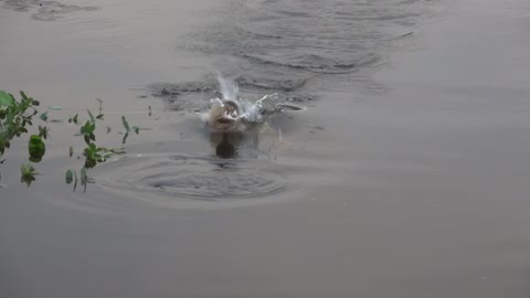 Giant Bass goes Airborne for Baitfish!