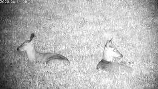 Twin Fawns Resting In The Yard