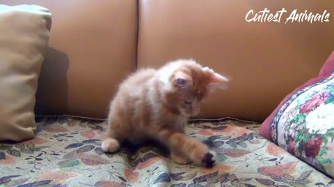 Funny Cat - Playing cat