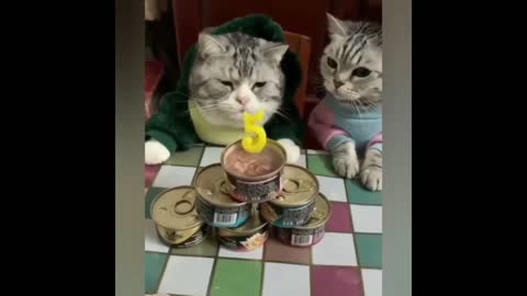 Hello Best funny cat video of 2020 (compilation)