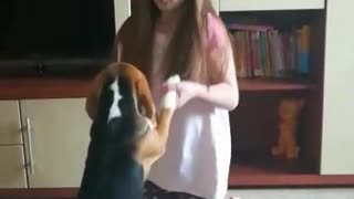 Beagle puppy performs the Dance of little swans