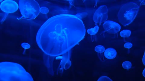 Jellyfish swimming pool high jumping