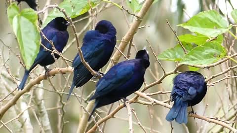 Brazilian fauna BANDO DE CHUPINS birds wild animals pampas sertanejo brazilian brazil