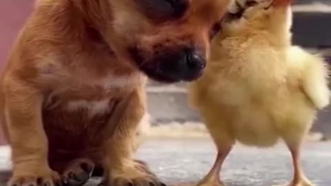 puppy and baby chick friendship