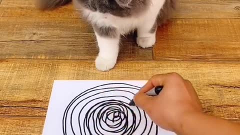 Dizzy Cat Video