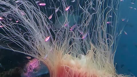 A Mesmerizing Lion's Mane Jellyfish