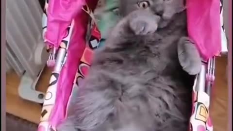 funny cat|funny videos 2023#funnycatvideos#funnyclipsvideo