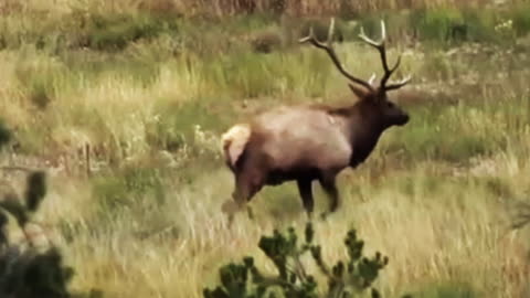 124 Hammer Trail Slow Mo | New Mexico Elk