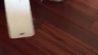 Puppy Helps Open Christmas Gifts