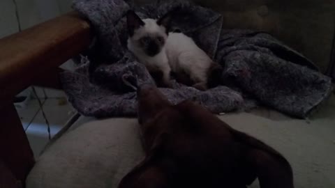 DOG ABUSING CAT