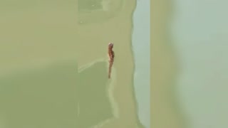 Tiny Seahorse Filmed In Venice Canal In Lockdown