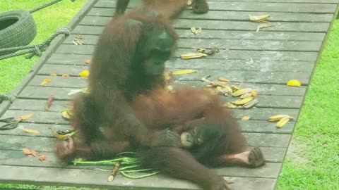 Sex Amongst Orangutans - Borneo